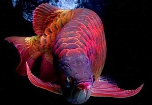 世界上最貴的龍魚排名榜第一名：世界上最貴的龍魚排名榜