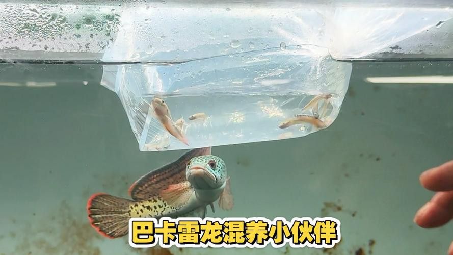 和雷龍魚混養的魚有哪些圖片