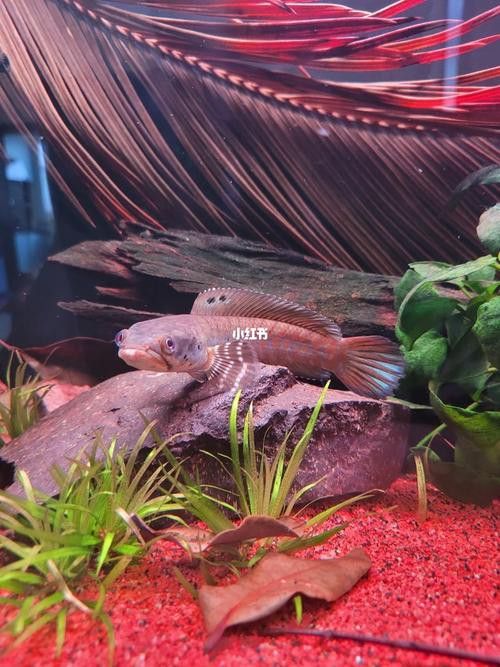 和雷龍魚混養的魚有哪些圖片