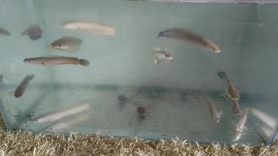 和雷龍魚混養的魚有哪些圖片