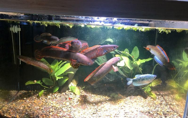 和雷龍魚混養的魚有哪些圖片