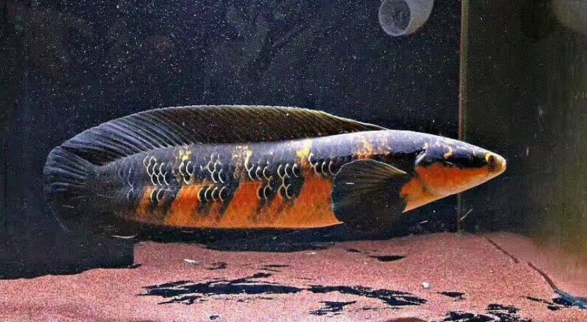 和雷龍魚混養的魚有哪些圖片