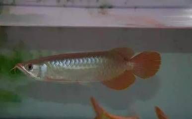 紅龍魚(yú)成年需要多長(zhǎng)時(shí)間：怎樣判斷紅龍魚(yú)成年時(shí)間