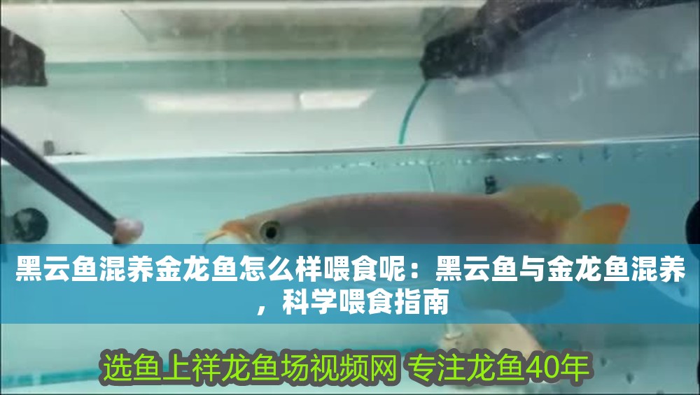 黑云魚混養金龍魚怎么樣喂食呢：黑云魚與金龍魚混養，科學喂食指南