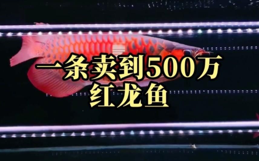 這條天價紅龍魚現在在哪里？