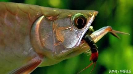 銀龍魚哪種好（銀龍魚養(yǎng)殖需要掌握正確的養(yǎng)殖方法，讓銀龍魚健康成長）