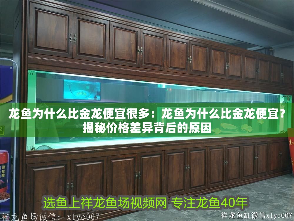 龍魚為什么比金龍便宜很多：龍魚為什么比金龍便宜？揭秘價格差異背后的原因