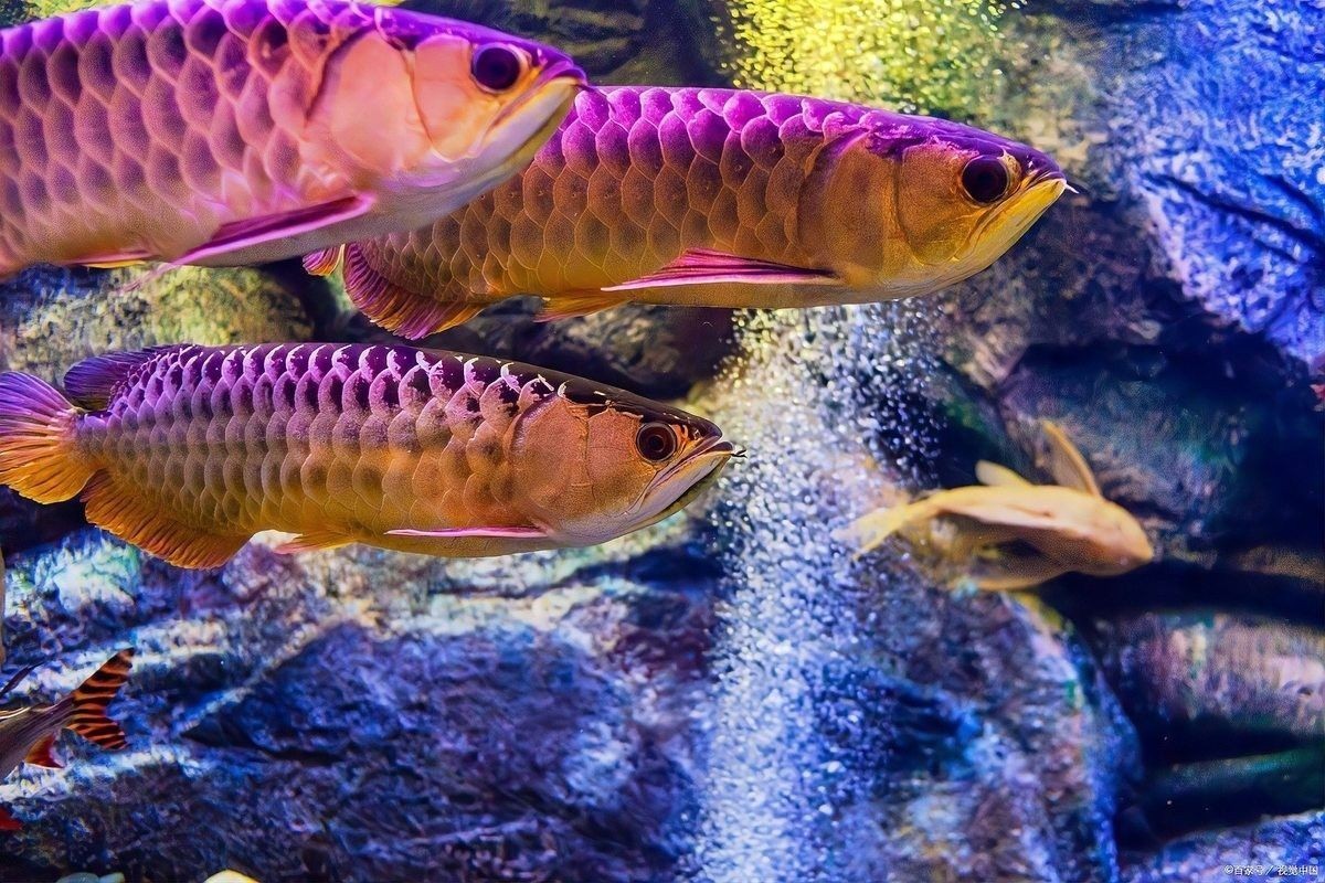 龍魚爛眼怎么辦啊