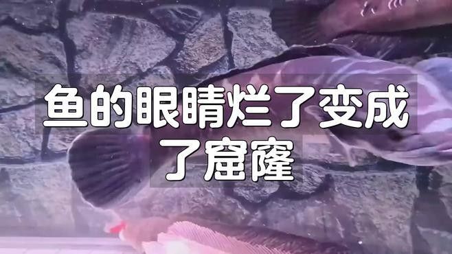 龍魚爛眼怎么辦啊