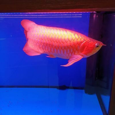 紅龍魚誘色用什么燈（如何選擇適合紅龍魚的燈光？）