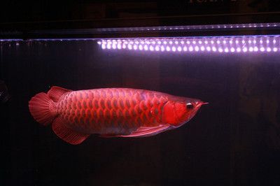 紅龍魚誘色用什么燈（如何選擇適合紅龍魚的燈光？）