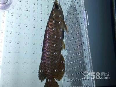 金龍魚帶芯片什么意思：\"金龍魚帶芯片什么意思