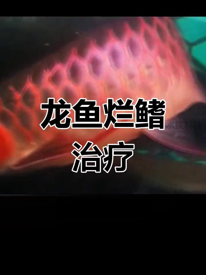 如何判斷龍魚是否感染了爛鰭病？