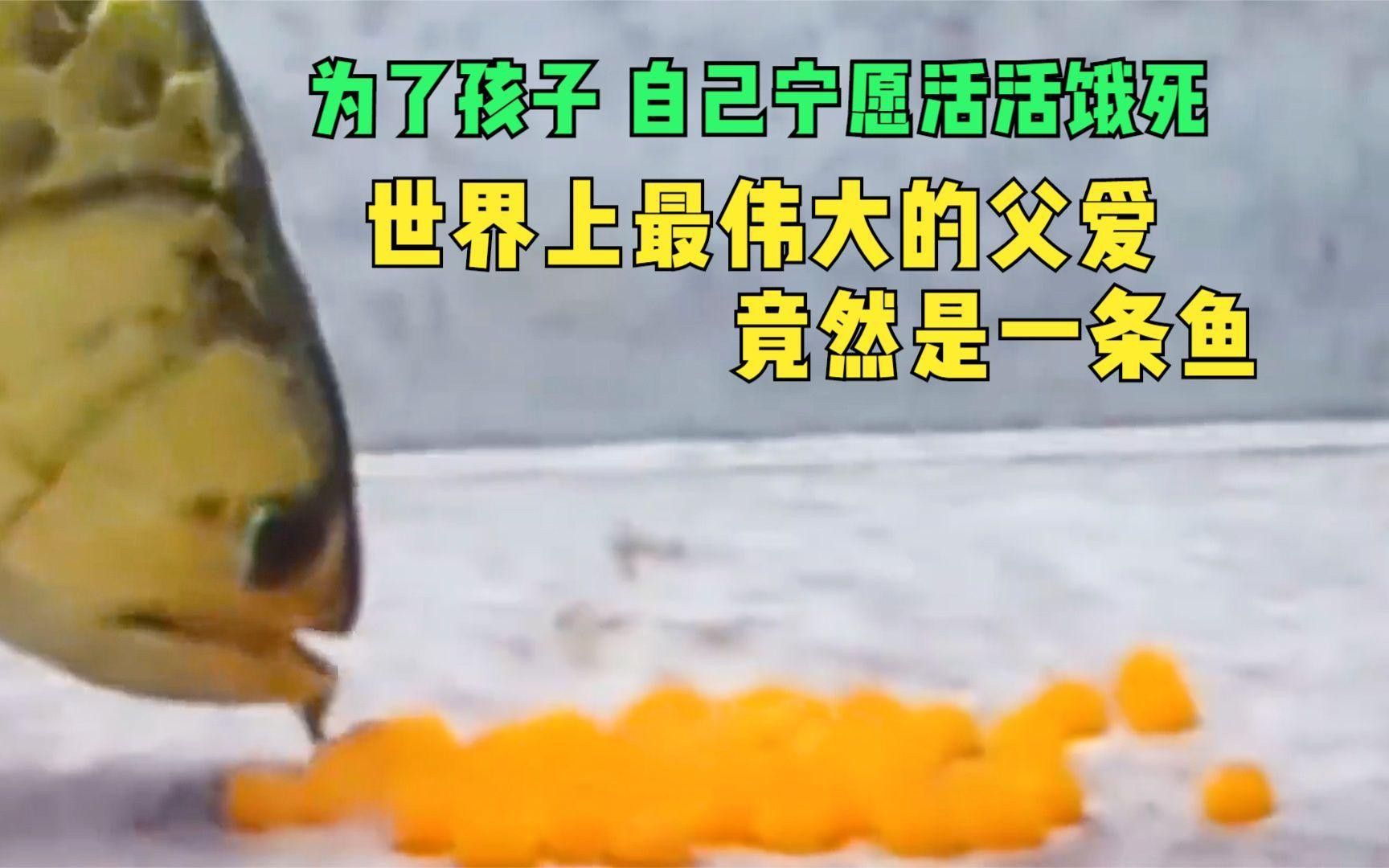 有沒有更多關(guān)于金龍魚的紀(jì)錄片？