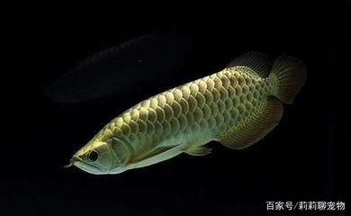 喜歡龍魚的人越來越多了，為什么喜歡龍魚的人越來越多了：為什么喜歡龍魚的人越來越多