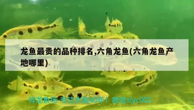 龍魚最貴的品種排名,六角龍魚(六角龍魚產地哪里)