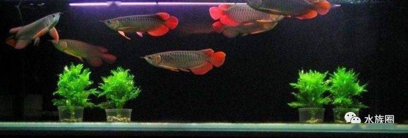 龍魚買多大的合適（養殖龍魚需要注意以下幾點龍魚魚缸尺寸至關重要）