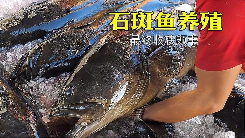 龍躉魚淡水養殖周期是多久？