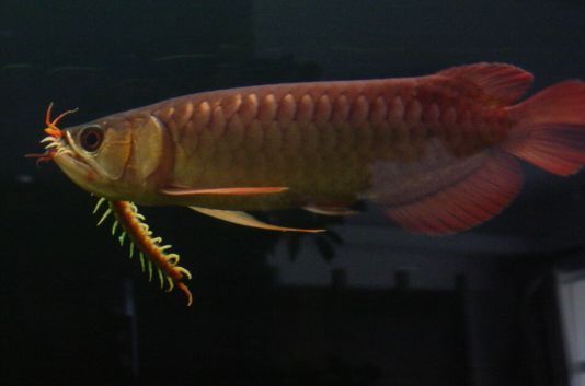 龍魚不吃食肚子鼓鼓的怎么辦：龍魚拒食怎么辦？