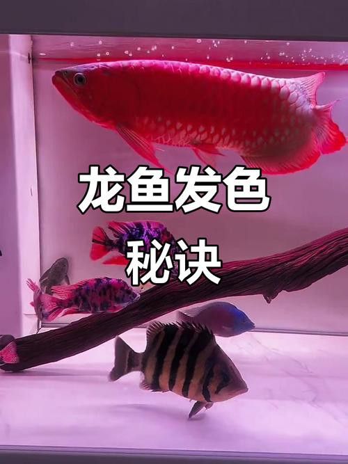 金龍魚要用什么顏色燈光照