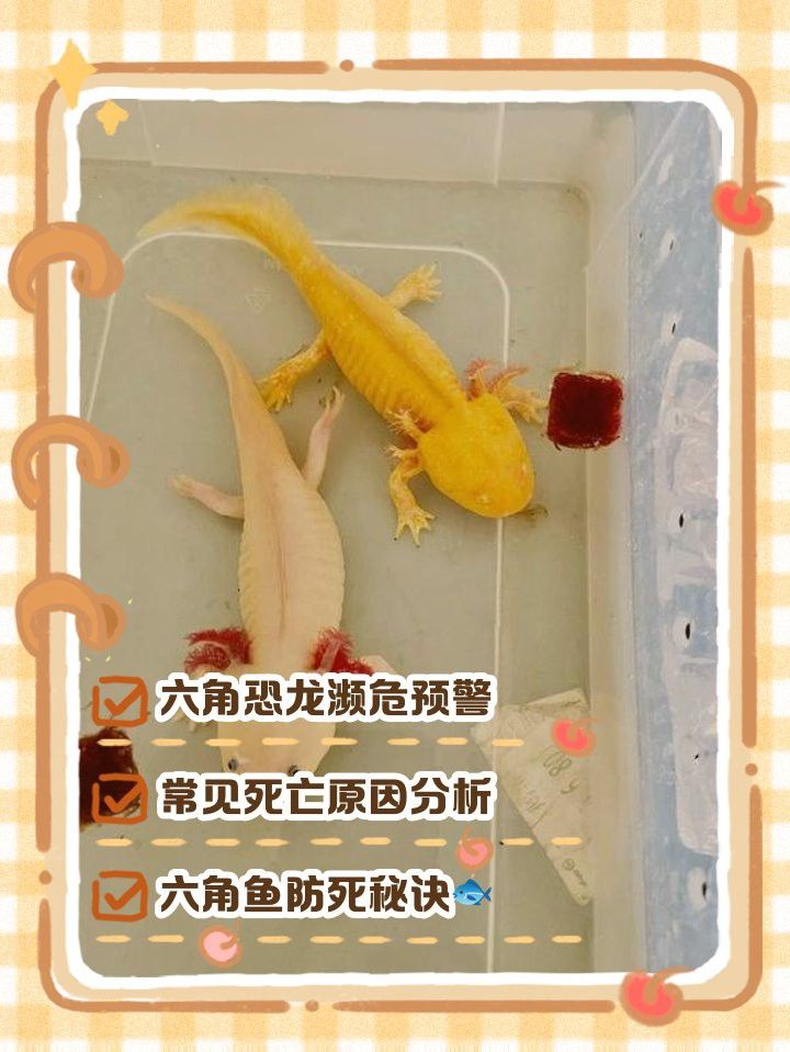 六角恐龍魚腳部潰爛如何治療？