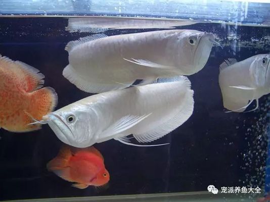 與龍魚混養小型魚：中大型魚類可以與龍魚混養在一起嗎？