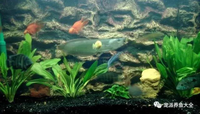 與龍魚混養小型魚：中大型魚類可以與龍魚混養在一起嗎？