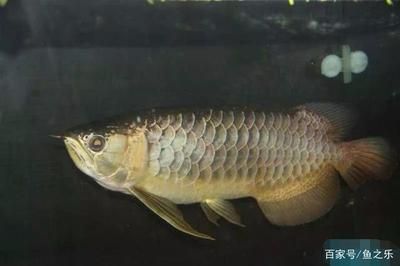 龍魚掉眼怎么恢復快一點：龍魚掉眼怎么辦
