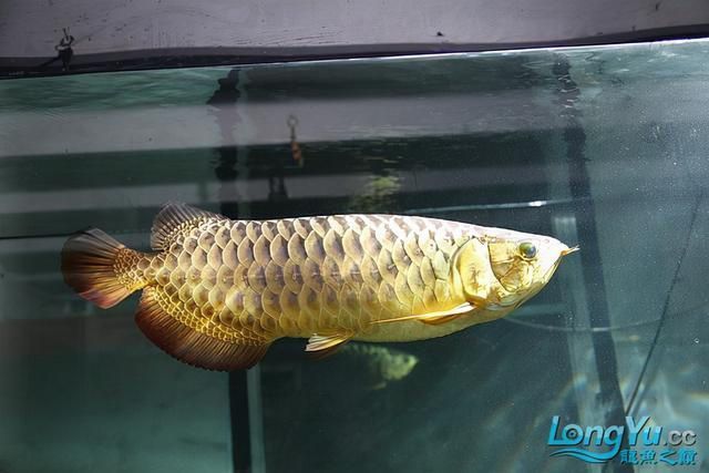 龍魚狀態不好,不吃食,怎么辦呢：發現龍魚不吃食時