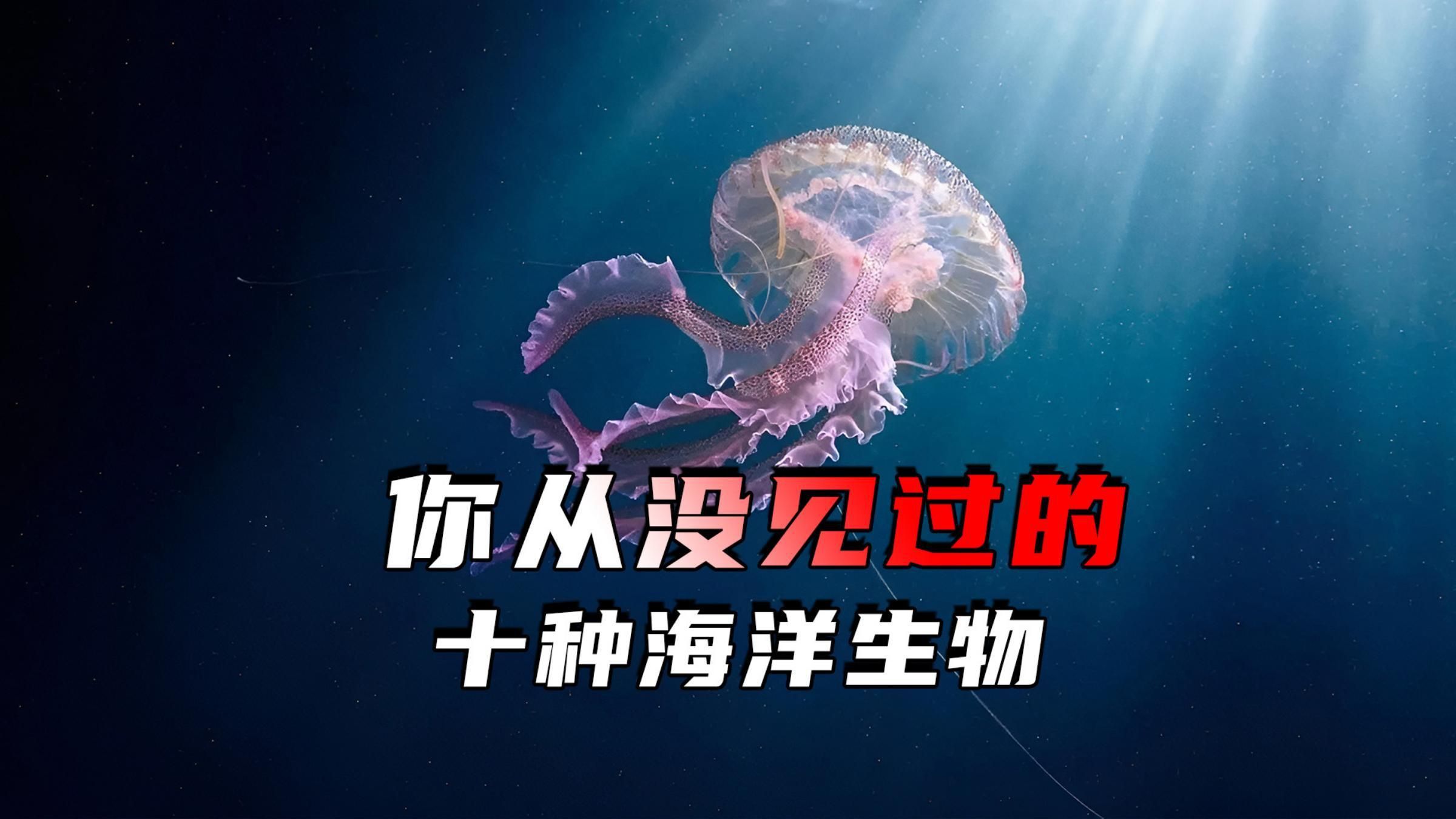 能再詳細介紹幾種海洋不明生物嗎？