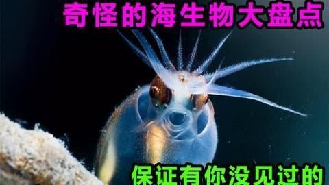 能再詳細介紹幾種海洋不明生物嗎？