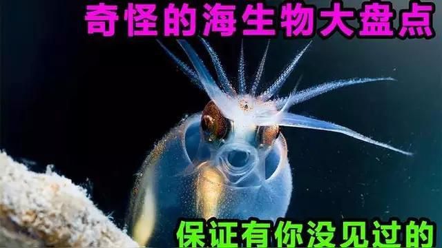 能再詳細介紹幾種海洋不明生物嗎？