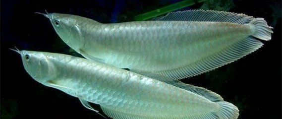 龍魚喂活魚的好處：如何給龍魚選擇合適的活餌，龍魚活餌喂養的健康風險對比