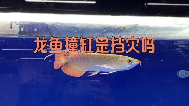 龍魚瘋狂撞缸怎么回事兒