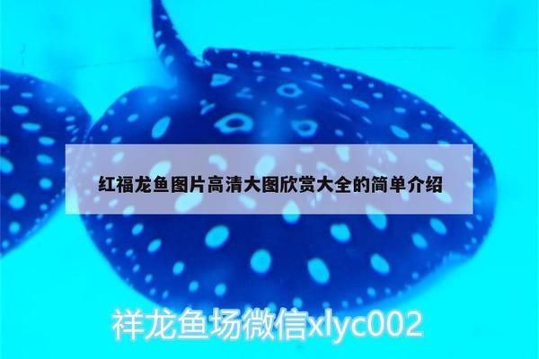 白子銀龍魚和黃化銀龍魚區別在哪（白子銀龍魚和黃化銀龍魚之間的區別在于顏色和基因特性）
