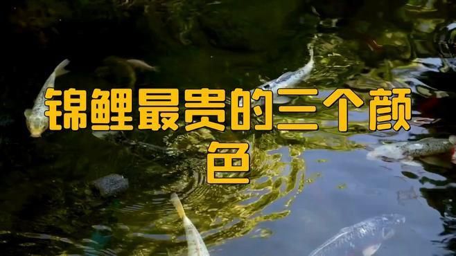 龍魚燈15000k是什么意思：龍魚燈15000k是什么意思龍魚燈15000k是什么意思