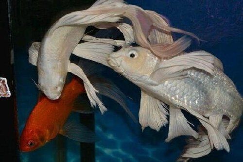 龍魚燈15000k是什么意思：龍魚燈15000k是什么意思龍魚燈15000k是什么意思