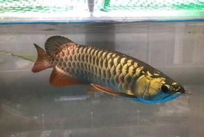 金龍魚啥時候發色好啊：金龍魚養殖周期金龍魚發色與飼料關系金龍魚發色規律