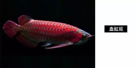 馬來西亞貓山王榴蓮批發：如何購買馬來西亞貓山王榴蓮