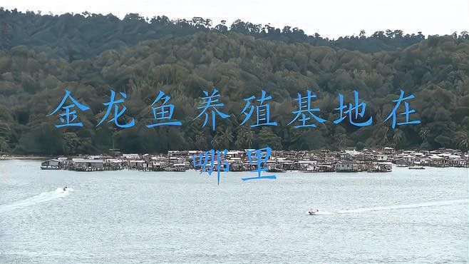 金龍魚生產廠家在哪里啊多少錢