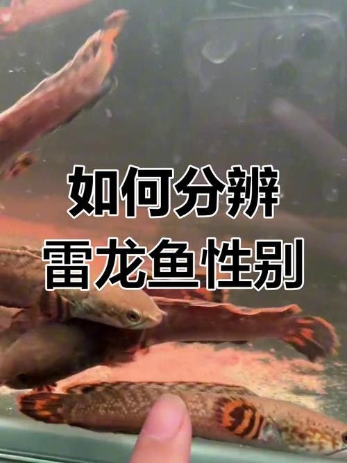龍魚如何看公母圖解