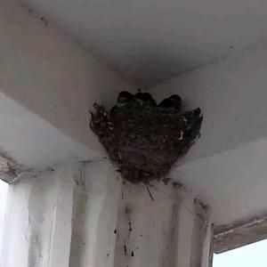 龍魚拉白色透明長條粑粑：龍魚拉白色透明長條狀粑粑可能是由幾種原因引起