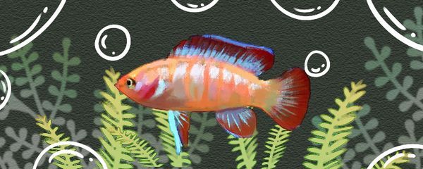 龍魚怎么變色了呢圖片大全：龍魚變色期水質控制技巧龍魚變色期水質控制技巧 龍魚怎么變色了呢圖片大全：龍魚變色期水質控制技巧龍魚變色期水質控制技巧 龍魚百科 第3張