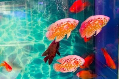 龍魚怎么變色了呢圖片大全：龍魚變色期水質控制技巧龍魚變色期水質控制技巧 龍魚怎么變色了呢圖片大全：龍魚變色期水質控制技巧龍魚變色期水質控制技巧 龍魚百科 第5張