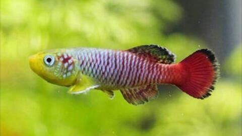 龍魚怎么變色了呢圖片大全：龍魚變色期水質控制技巧龍魚變色期水質控制技巧 龍魚怎么變色了呢圖片大全：龍魚變色期水質控制技巧龍魚變色期水質控制技巧 龍魚百科 第4張