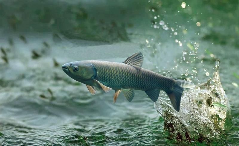 魚飼料成分對比分析