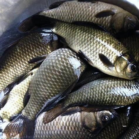 魚飼料成分對比分析