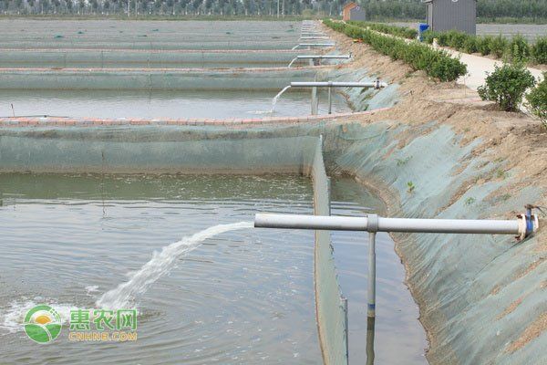 魚飼料成分對比分析