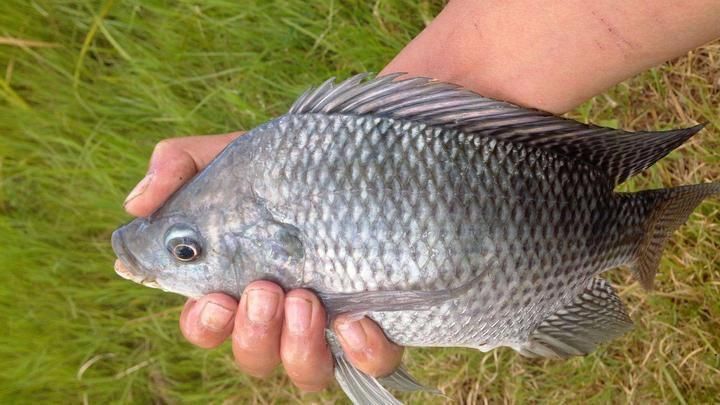 魚飼料成分對比分析