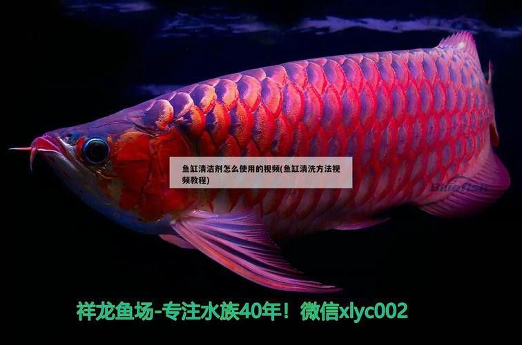 金頭過背金龍魚怎么養殖的圖片